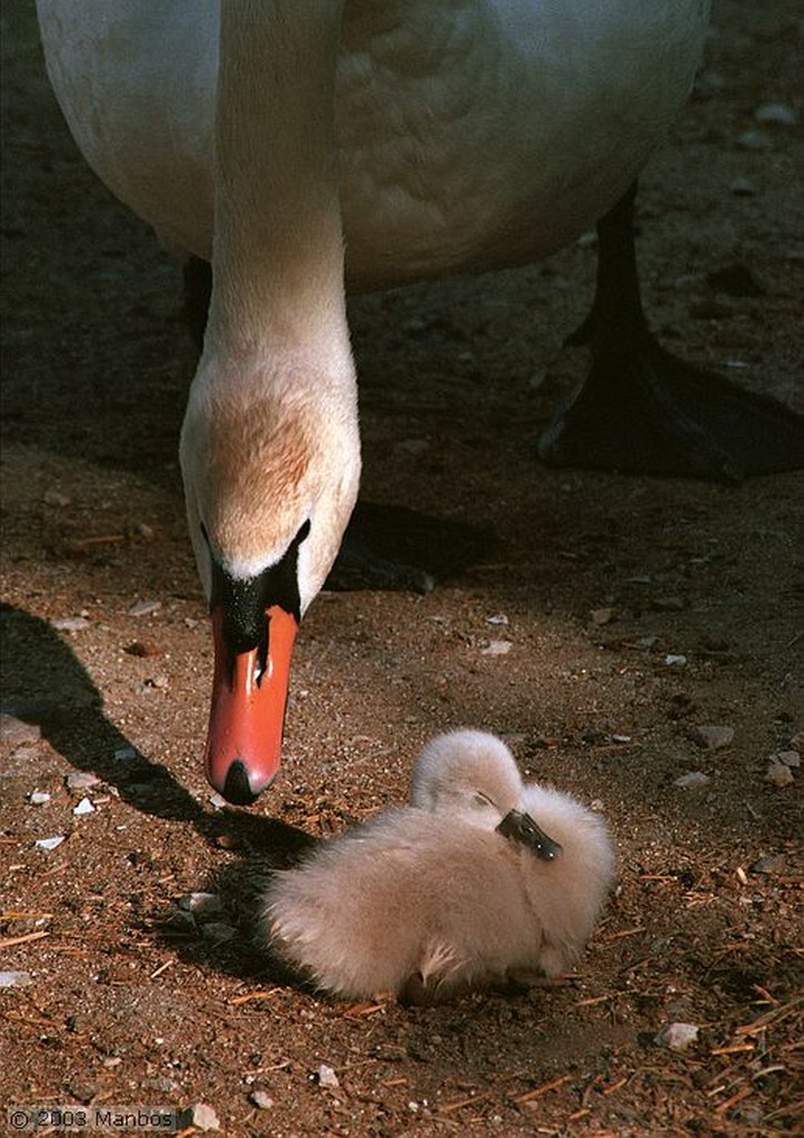 Zoo de Madrid
Reflejo de pato
Madrid